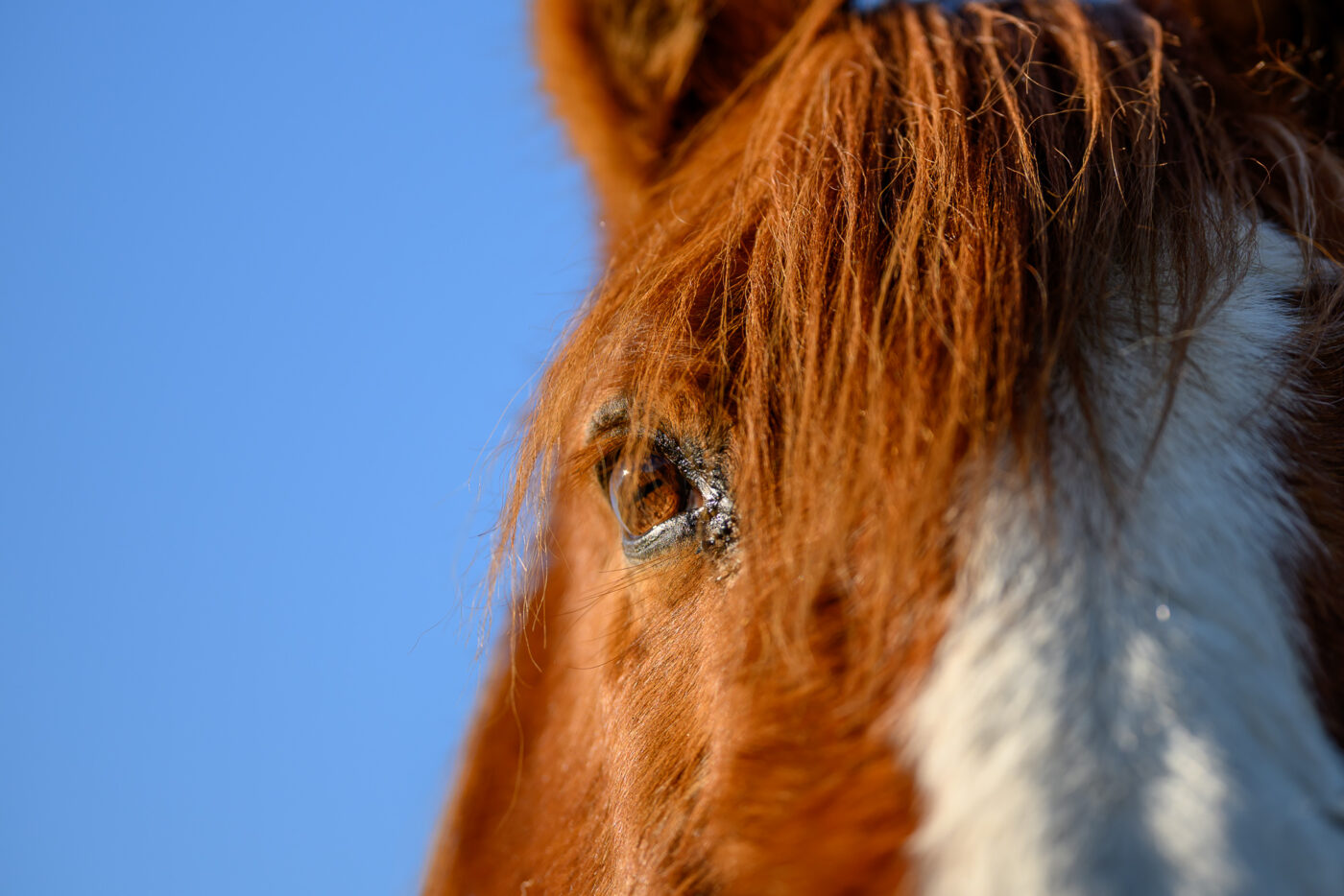 Test Viltrox AF 85 mm f/2 Evo