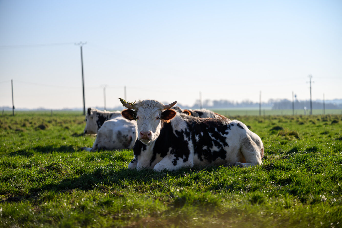 Test Viltrox AF 85 mm f/2 Evo