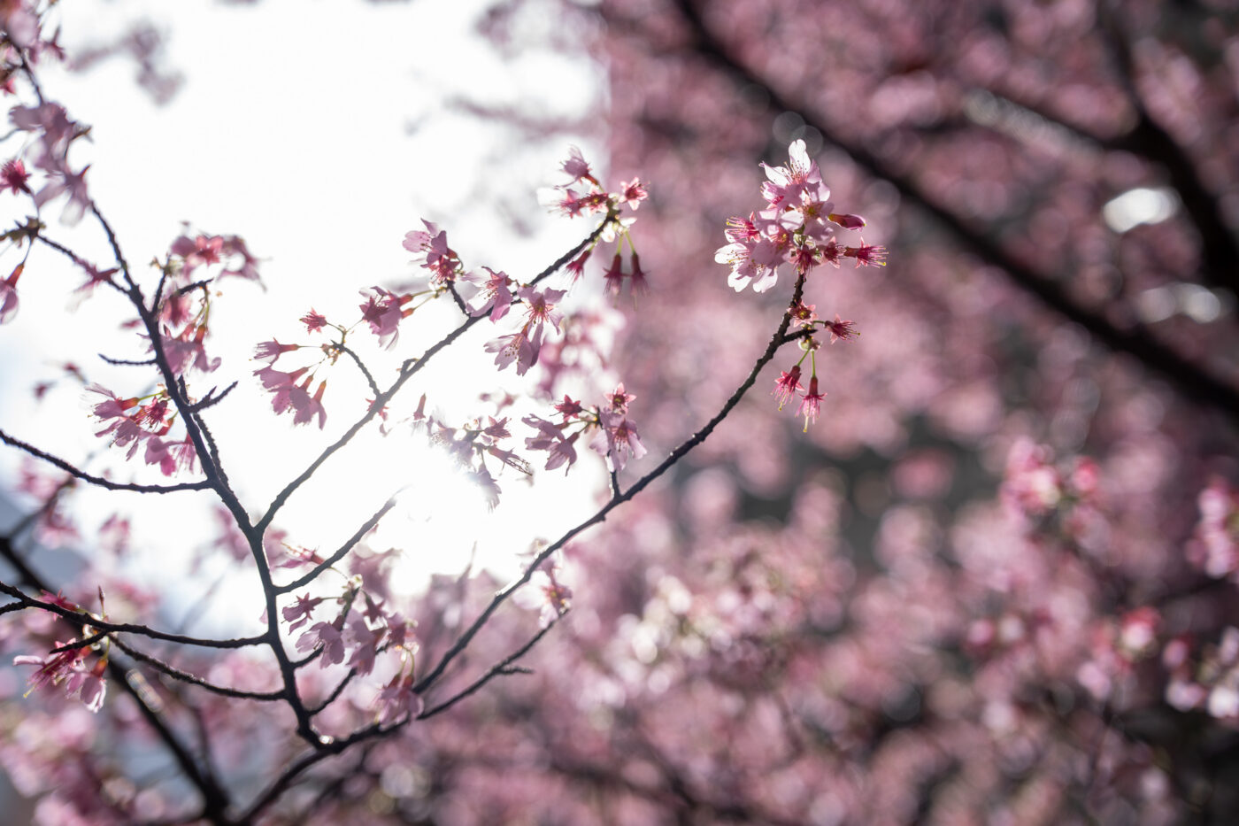 Test Samyang AF 24-60 mm f/2,8 FE