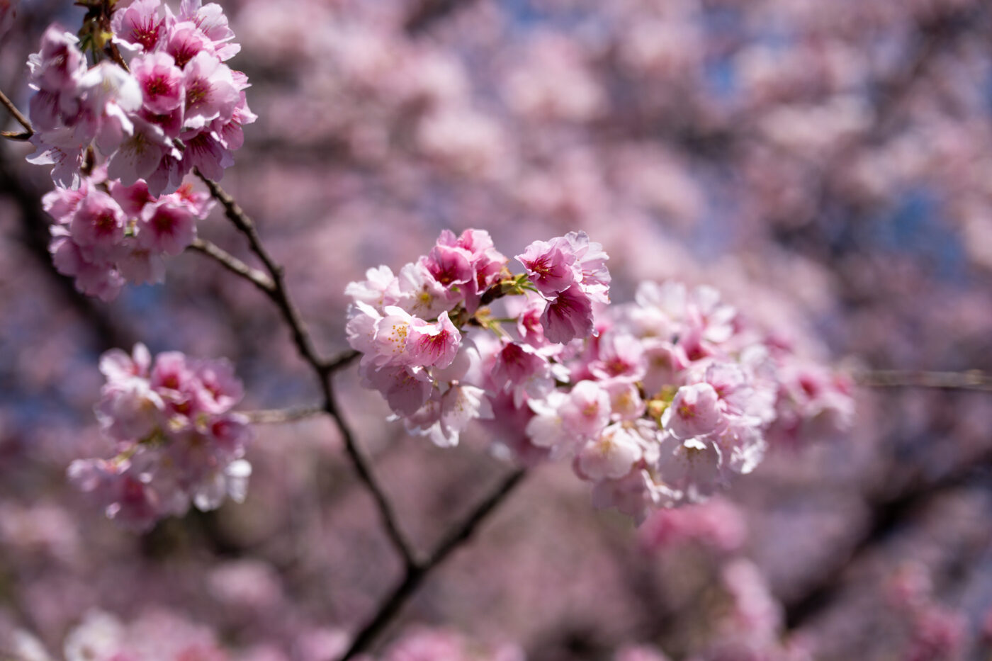 Test Samyang AF 24-60 mm f/2,8 FE