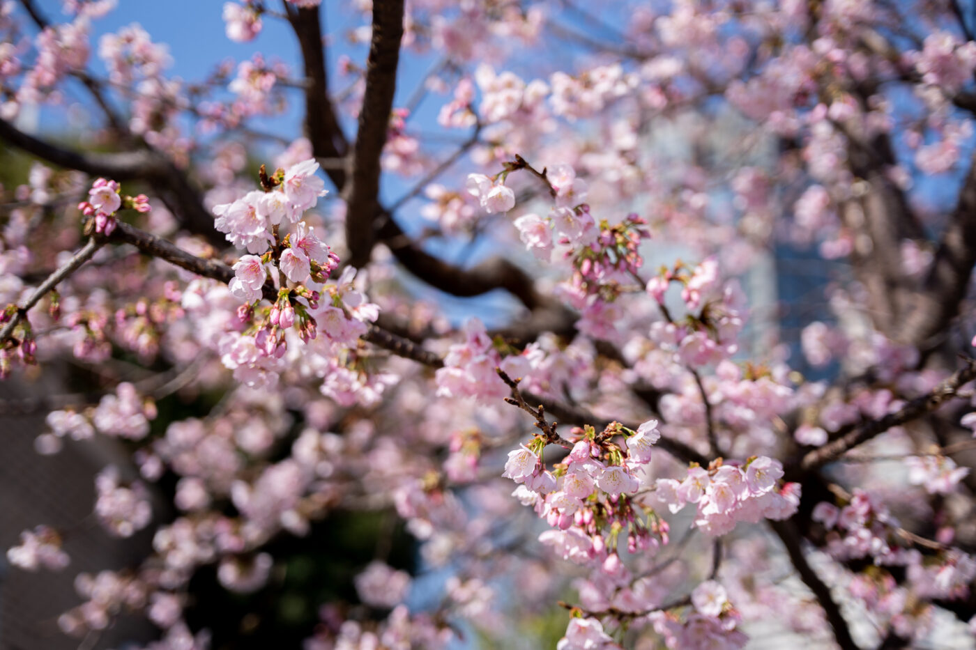 Test Samyang AF 24-60 mm f/2,8 FE