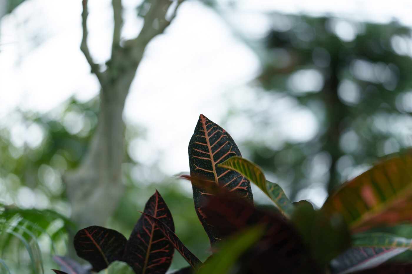 Test SongRaw AF 50 mm f/1,2 Moonlit FE