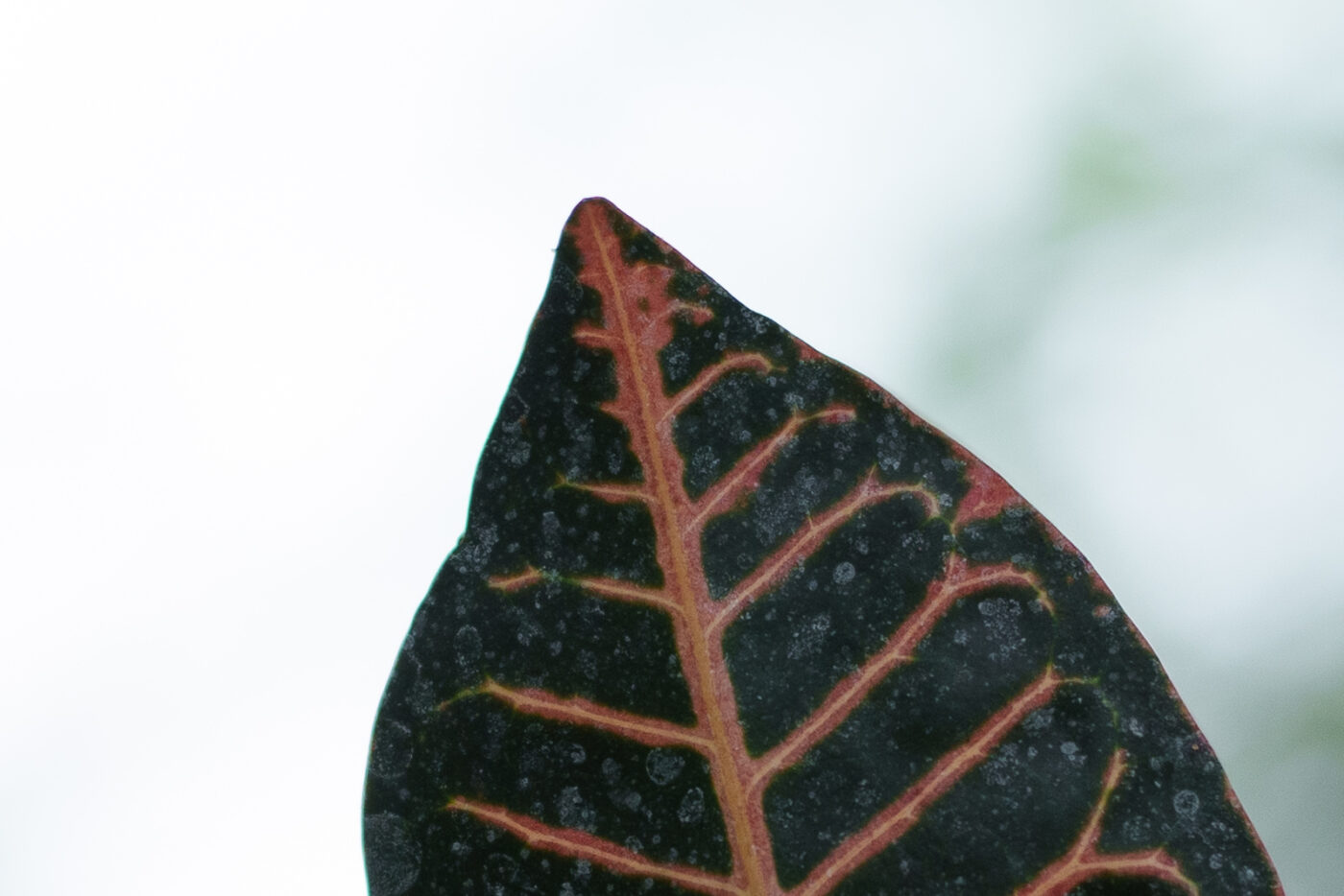 Test SongRaw AF 50 mm f/1,2 Moonlit FE