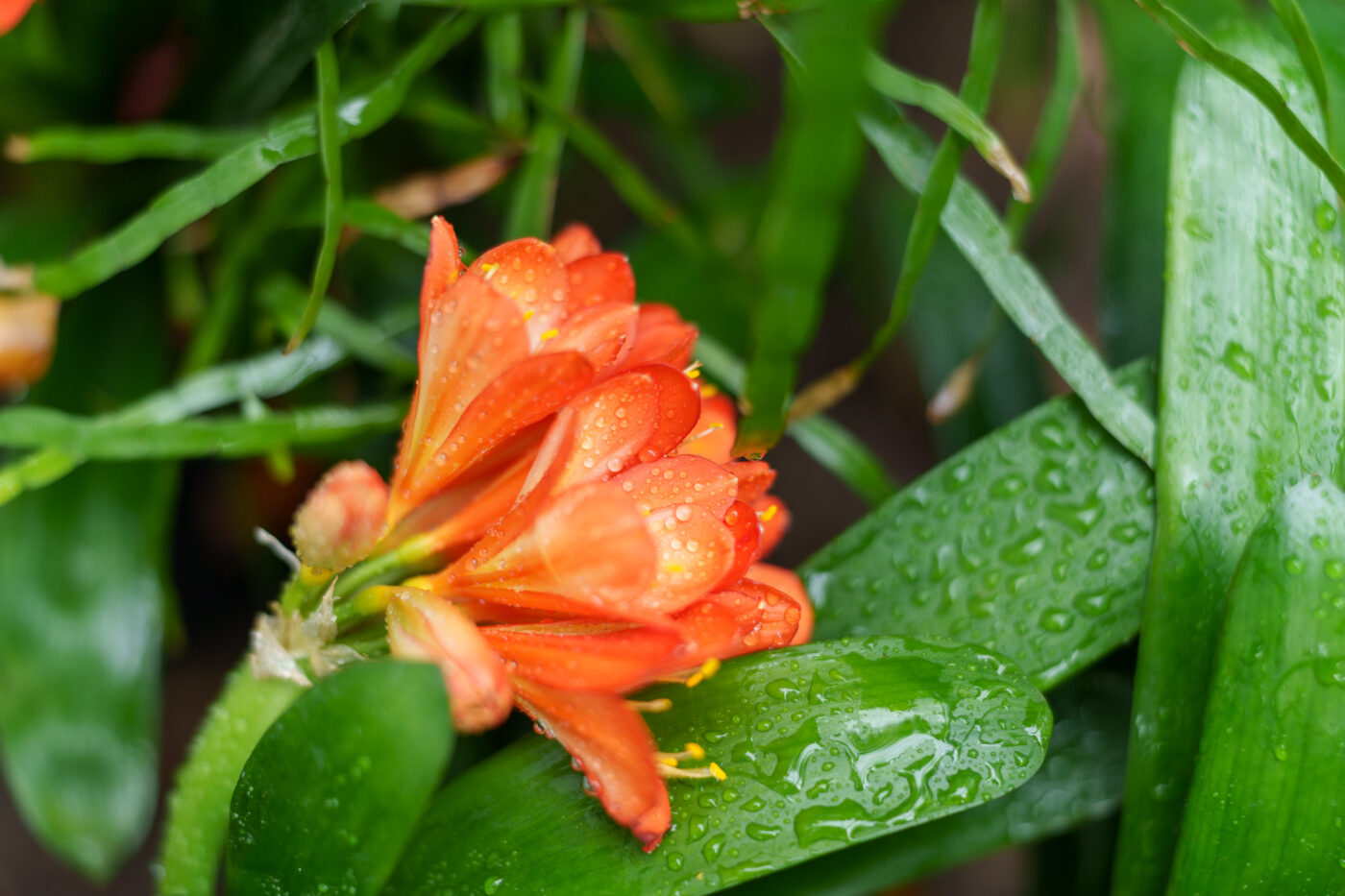 Test SongRaw AF 50 mm f/1,2 Moonlit FE