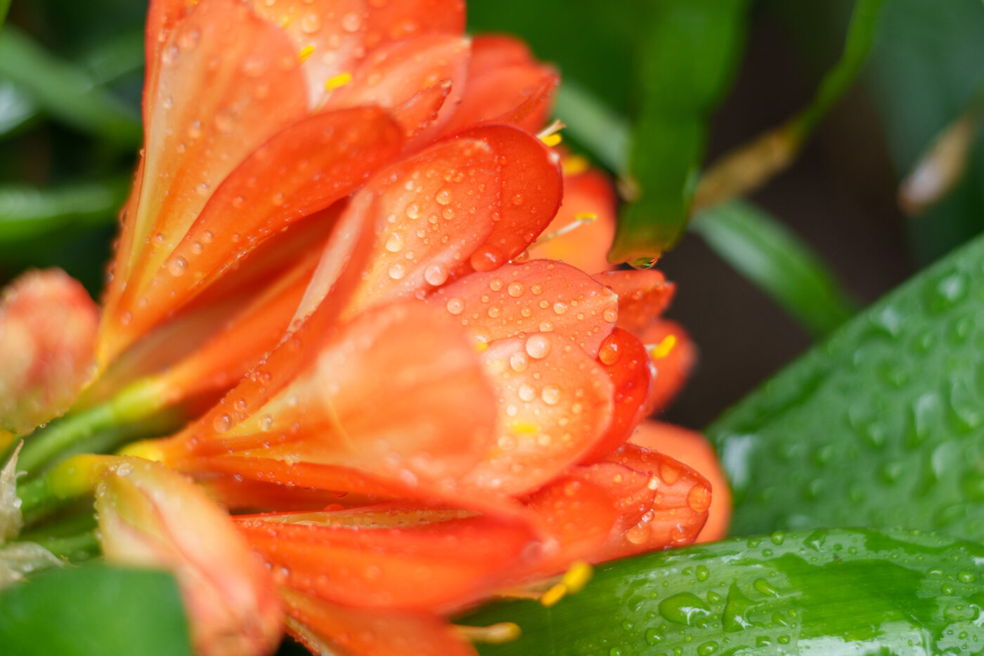 Test SongRaw AF 50 mm f/1,2 Moonlit FE