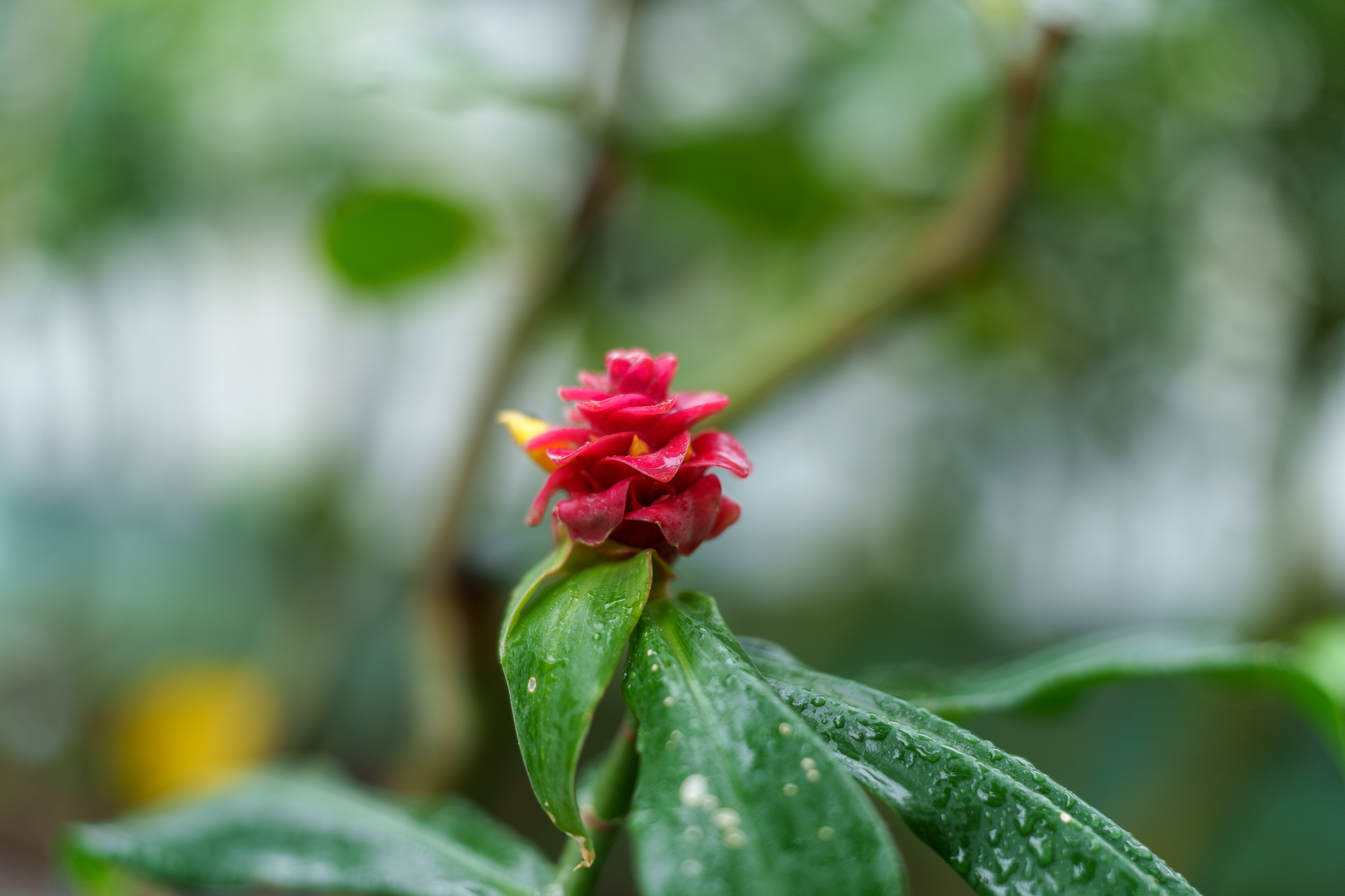 Test SongRaw AF 50 mm f/1,2 Moonlit FE