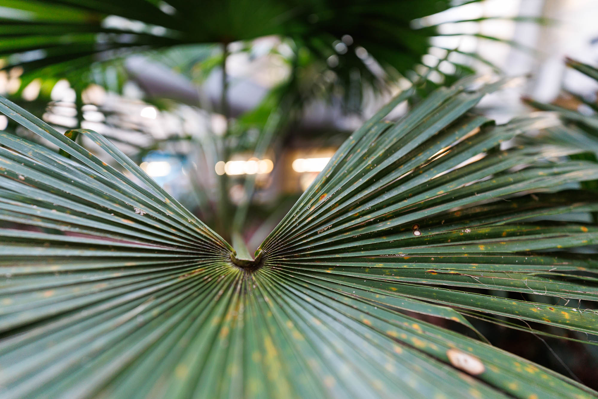 Test Canon RF 14 mm f/1,4 L VCM Phototrend