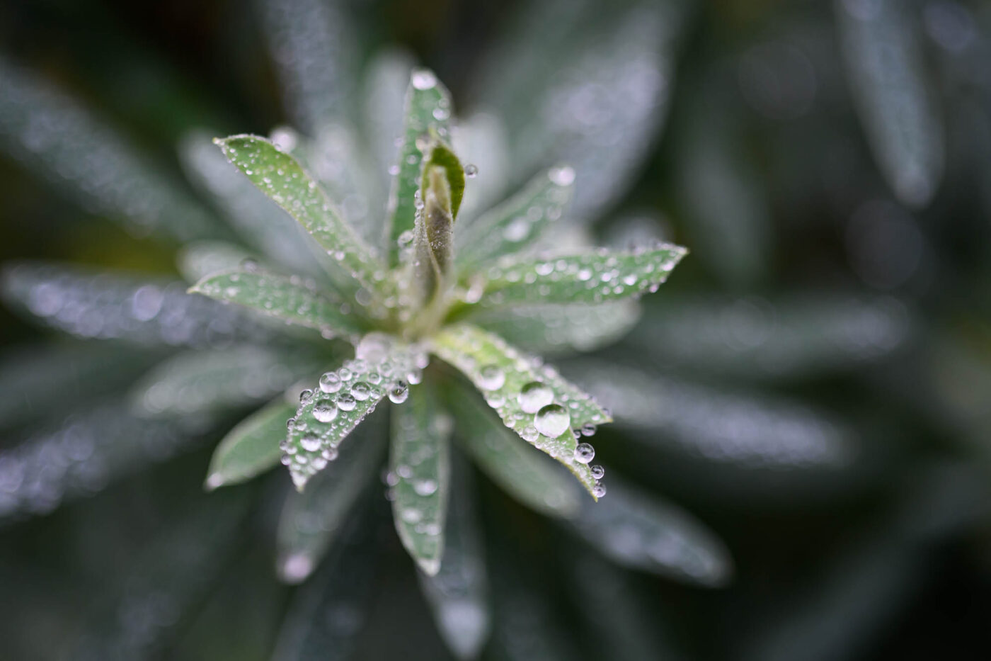 Test Nikkor Z DX MC 35 mm f/1,7 Phototrend