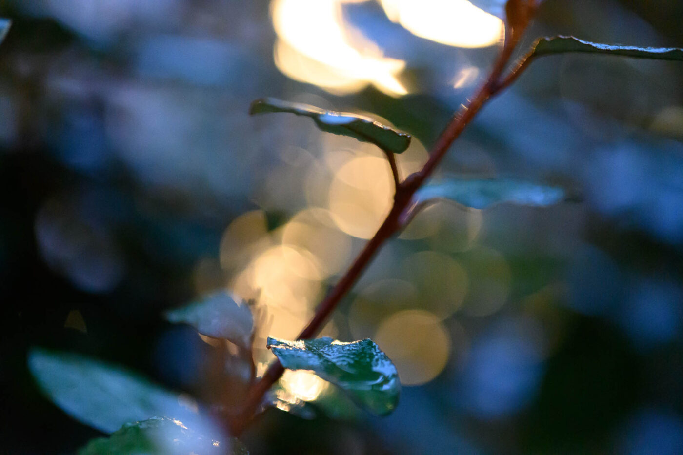 Test Nikkor Z DX MC 35 mm f/1,7 Phototrend