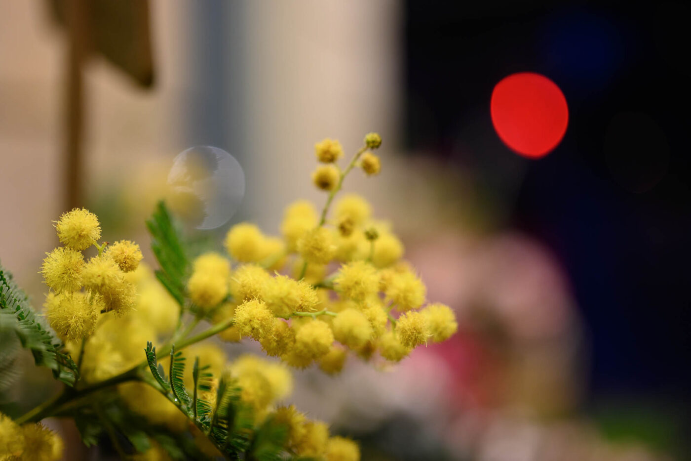 Test Nikkor Z DX MC 35 mm f/1,7 Phototrend