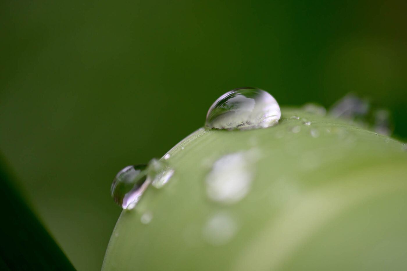 Test Nikkor Z DX MC 35 mm f/1,7 Phototrend