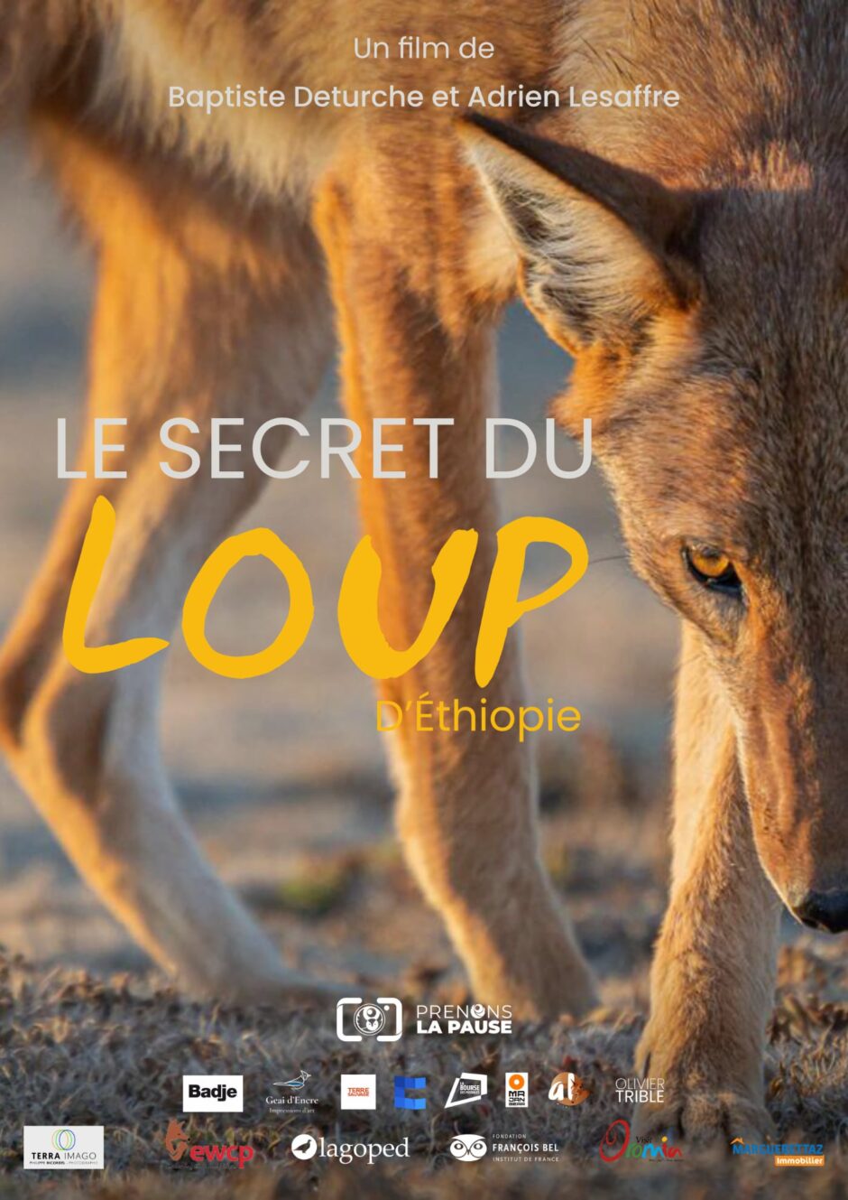 « Le Secret du Loup d’Éthiopie » : sur les traces du canidé le plus menacé au monde