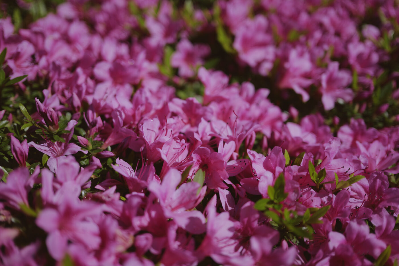 Panasonic Lumix S 40 mm f/2