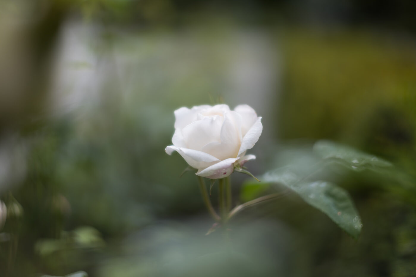 Test Leica SL3-P