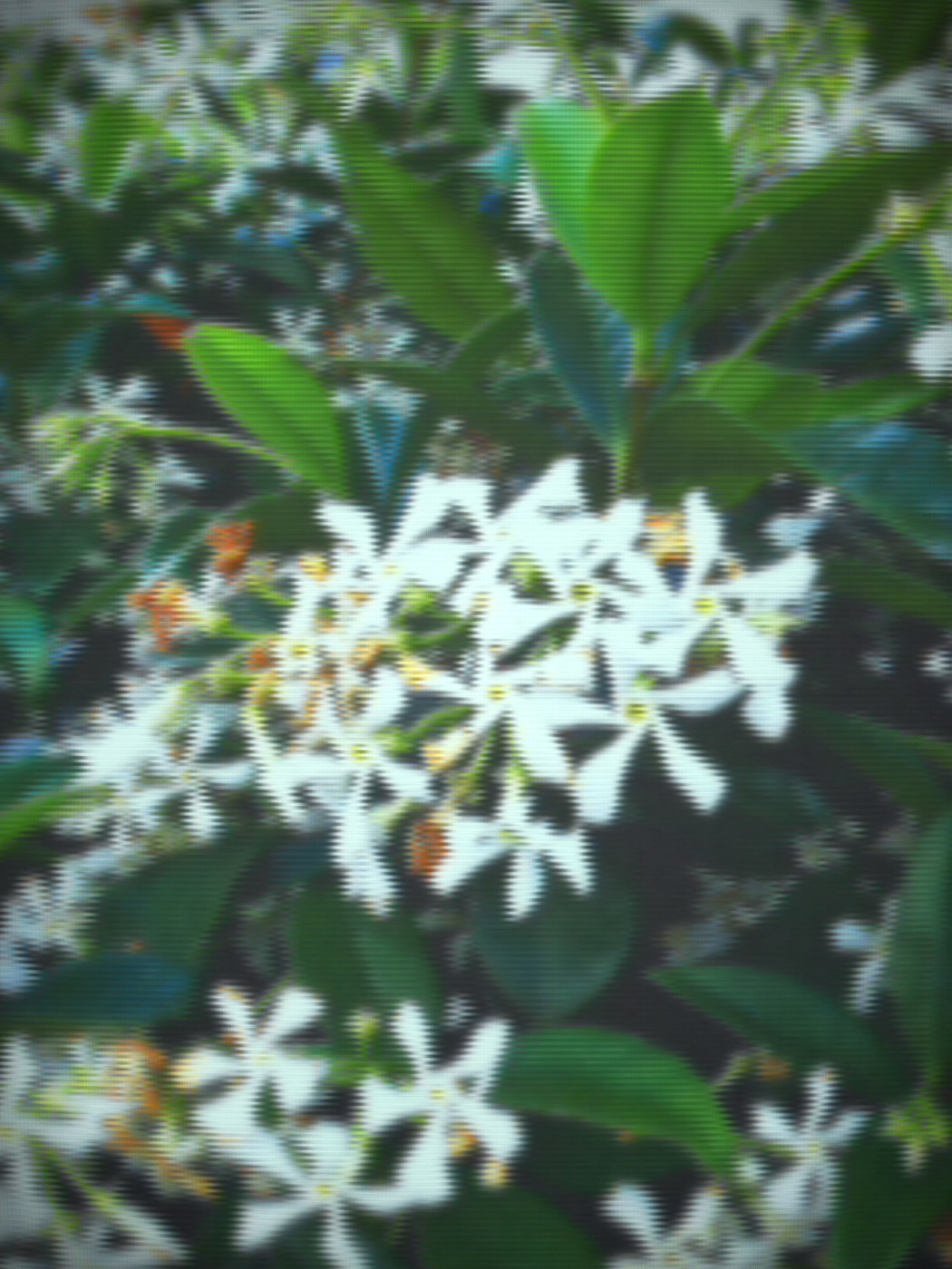 Test Fujifilm Instax Mini Evo Cinema