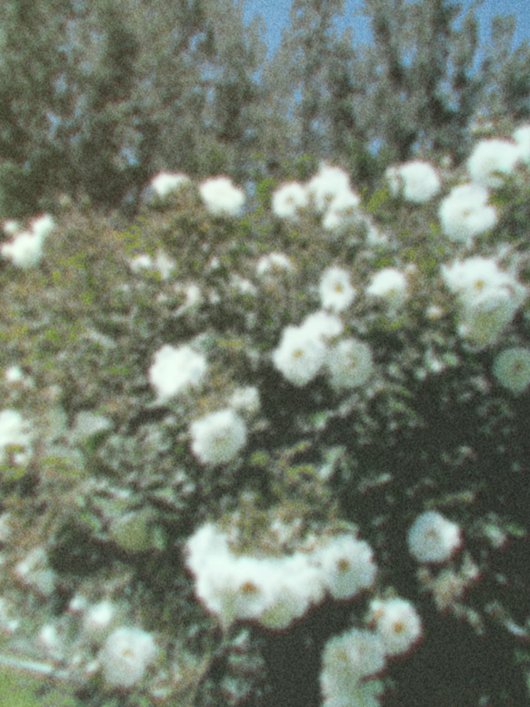 Test Fujifilm Instax Mini Evo Cinema