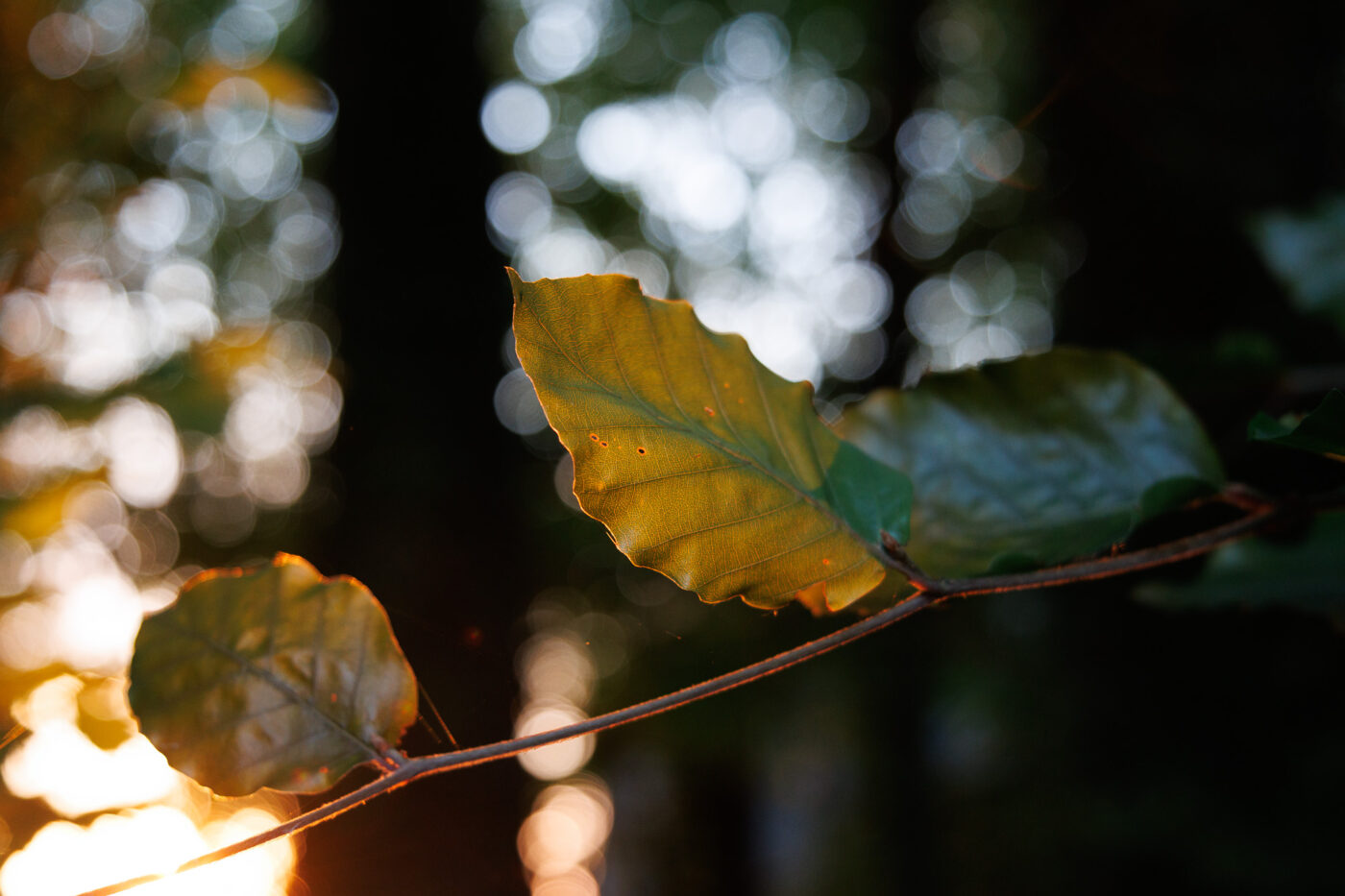 test Tamron 17-70 mm f/2,8 Di III-A VC RXD